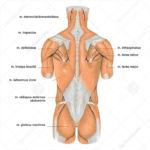 اناتومی غضلات انسان