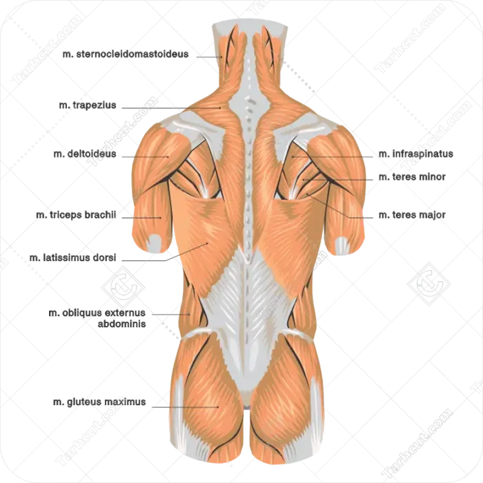 1_tarhcut.com_Anatomy_437330 اناتومی غضلات انسان