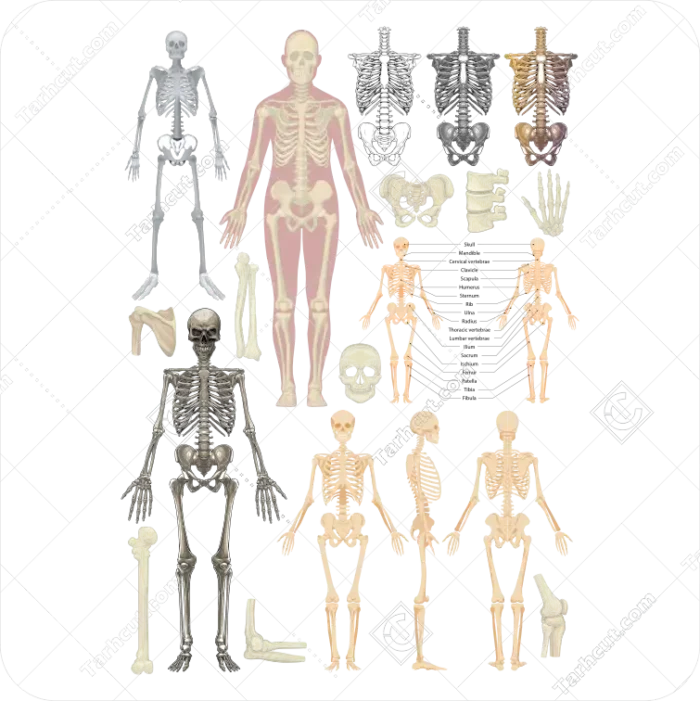 استخوان انسان