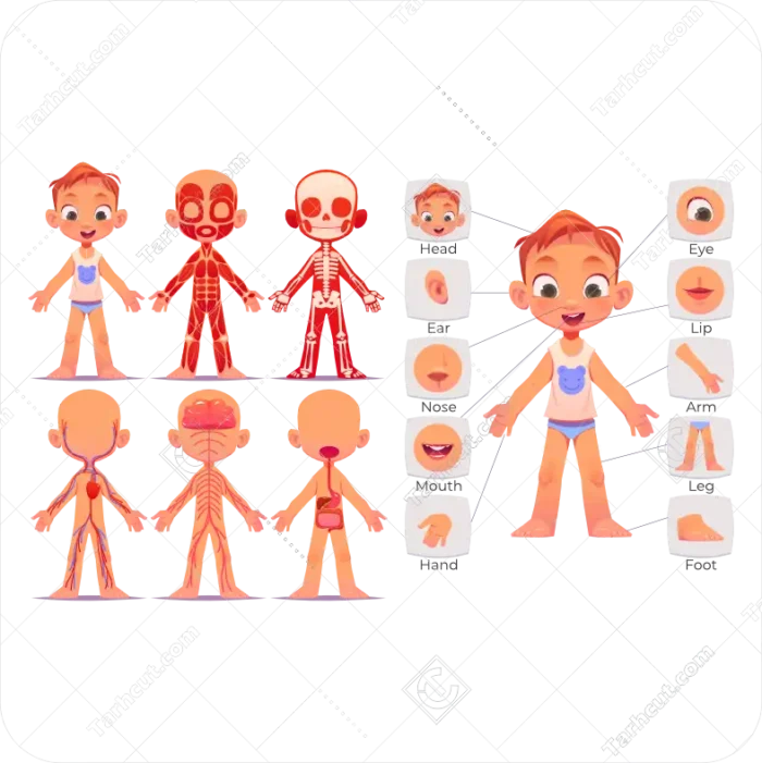 اناتومی پسر بچه