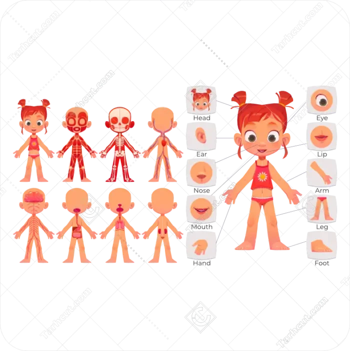 آناتومی دختر بچه
