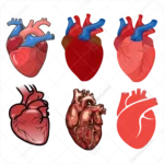 قلب انسان