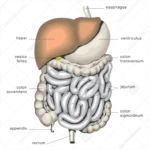 وکتور آناتومی دستگاه گوارش انسان