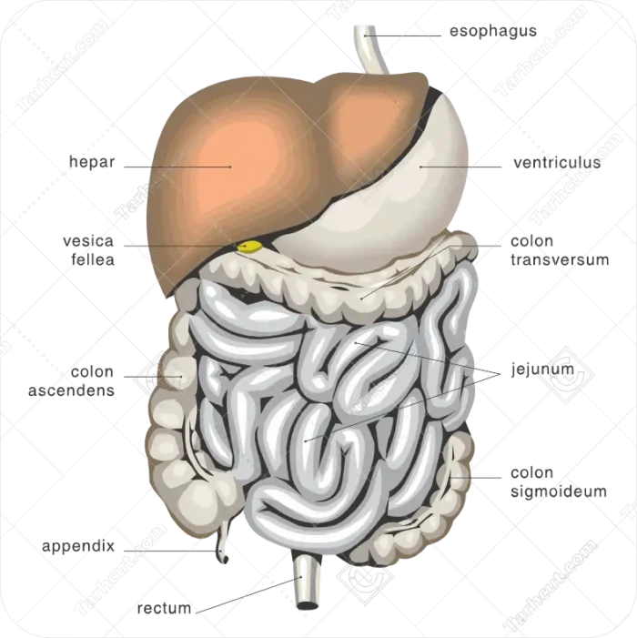 44_tarhcut.com_Anatomy_028889 وکتور آناتومی دستگاه گوارش انسان