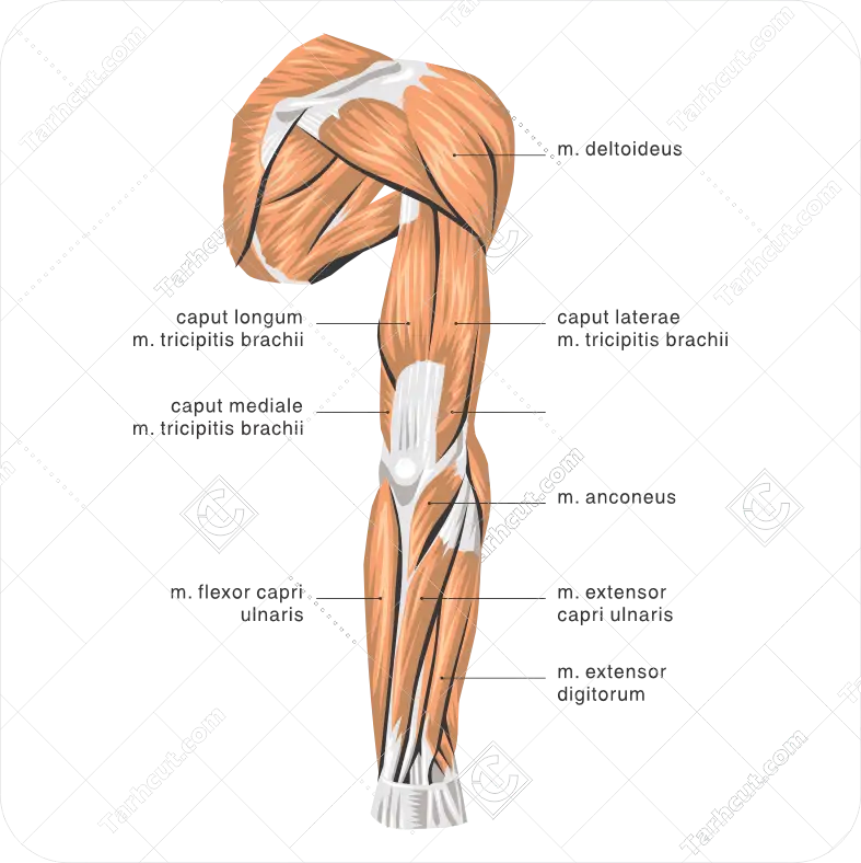 وکتور اناتومی عضلات دست انسان