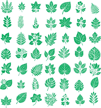 وکتور انواع برگ