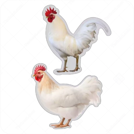 تصویر با کیفیت تابلو چنلیوم مرغ و خروس با دورگیری ساده شده