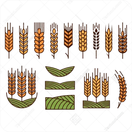 وکتور تک خوشه گندم به صورت ژئومتریک