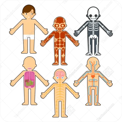 اناتومی اجزا داخلی بدن انسان