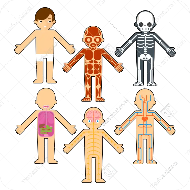 3_tarhcut.com_child_anatomy_363393 اناتومی اجزا داخلی بدن انسان