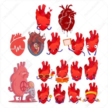 وکتور قلب انسان