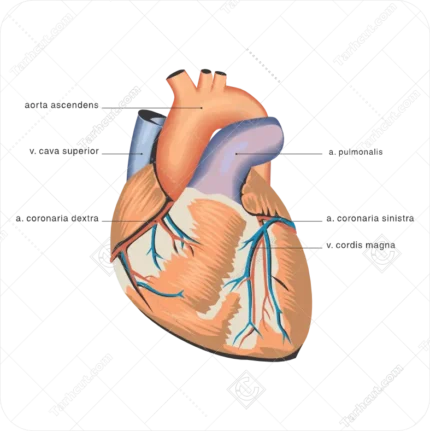 آناتومی قلب انسان