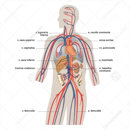 اناتومی گوارش انسان