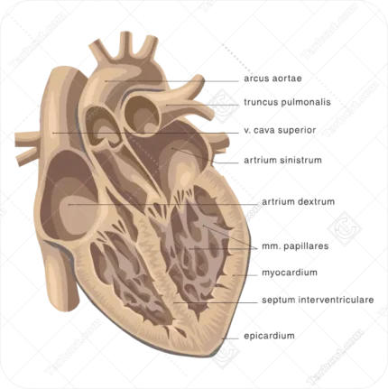 اجزا قلب انسان