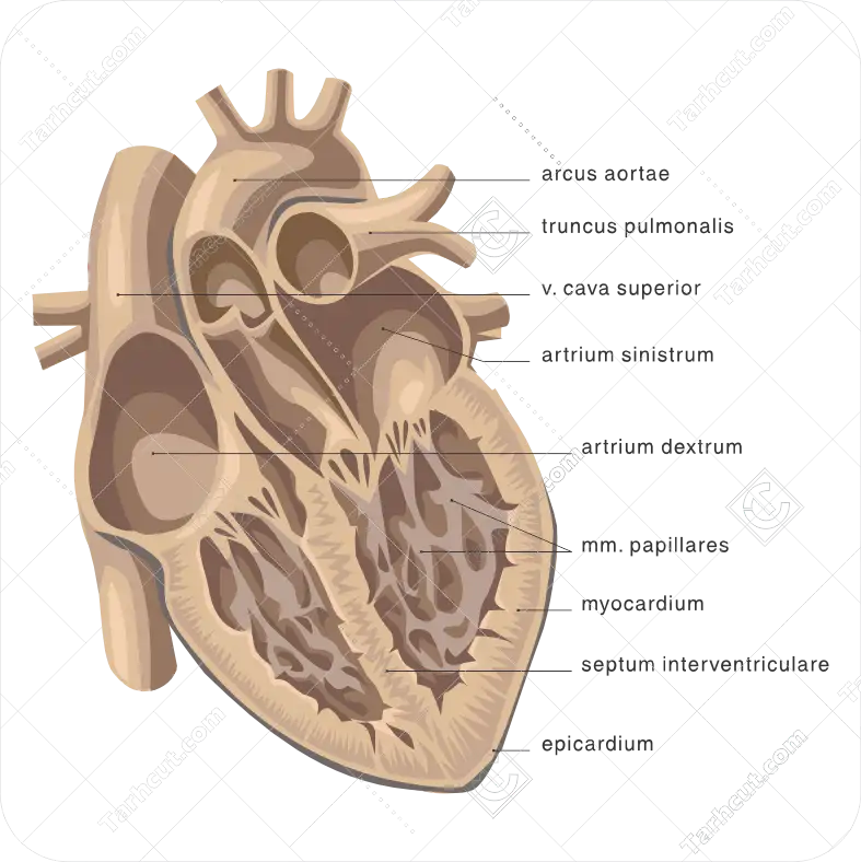 53_tarhcut.com_Anatomy_138072 اجزا قلب انسان