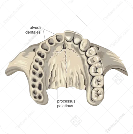 اناتومی فک پایین دهان