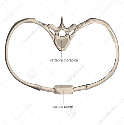 اسکلت قفسه سینه انسان