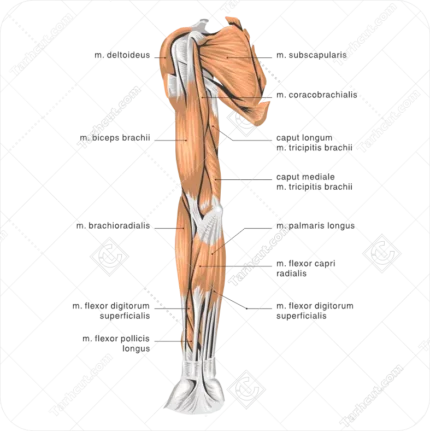 معرفی عضلات بازوی انسان